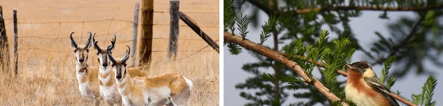 Photos courtesy of the National Fish and Wildlife Foundation.