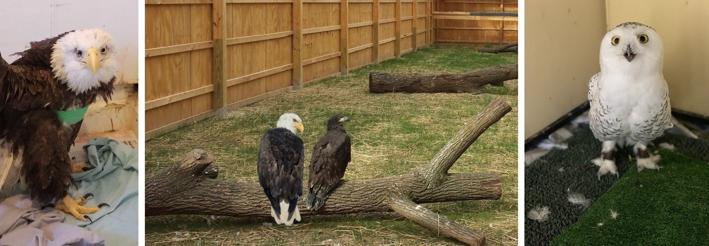 owls.jpg