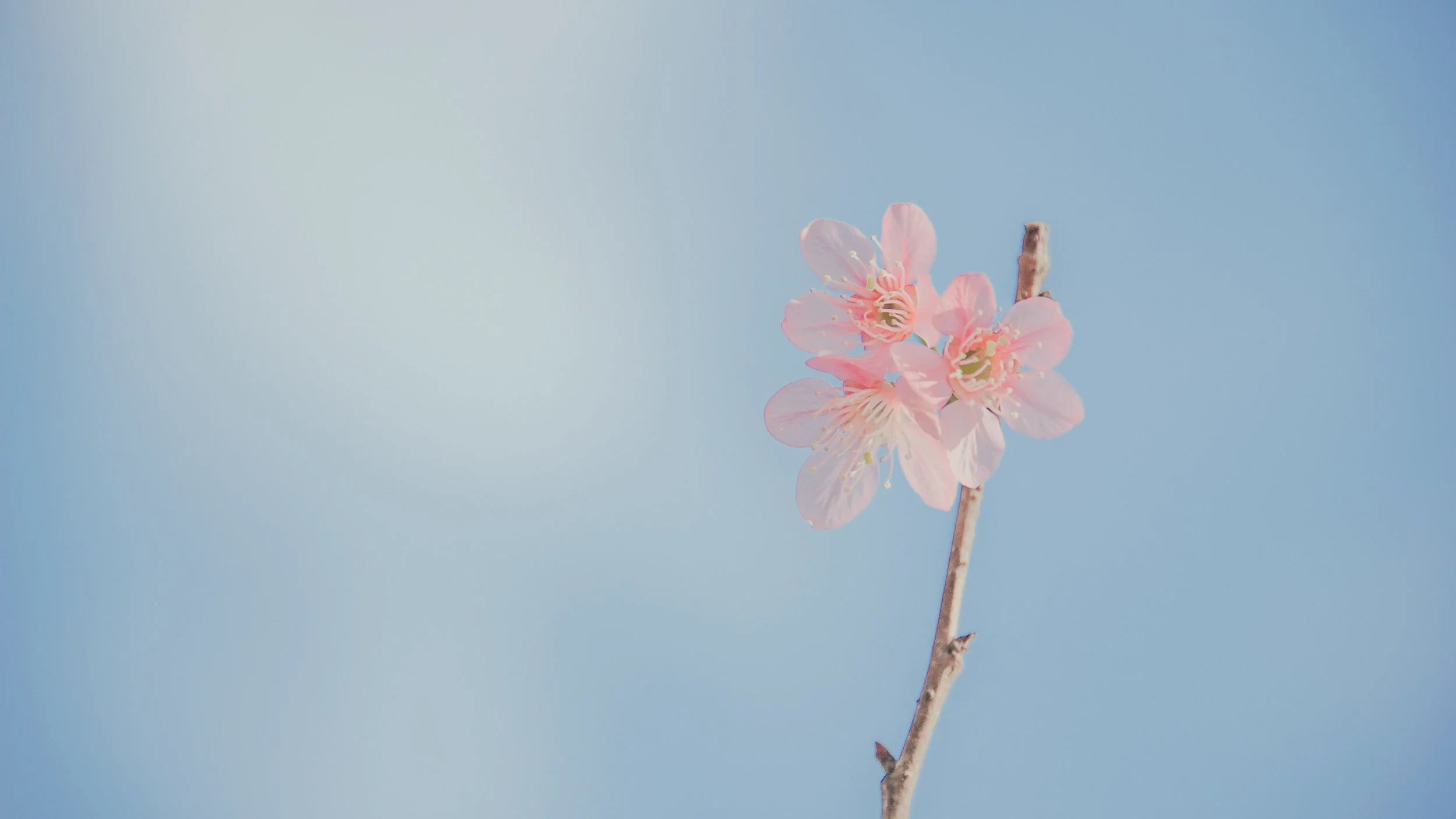 beautiful-beautiful-flowers-bloom-913416.jpg