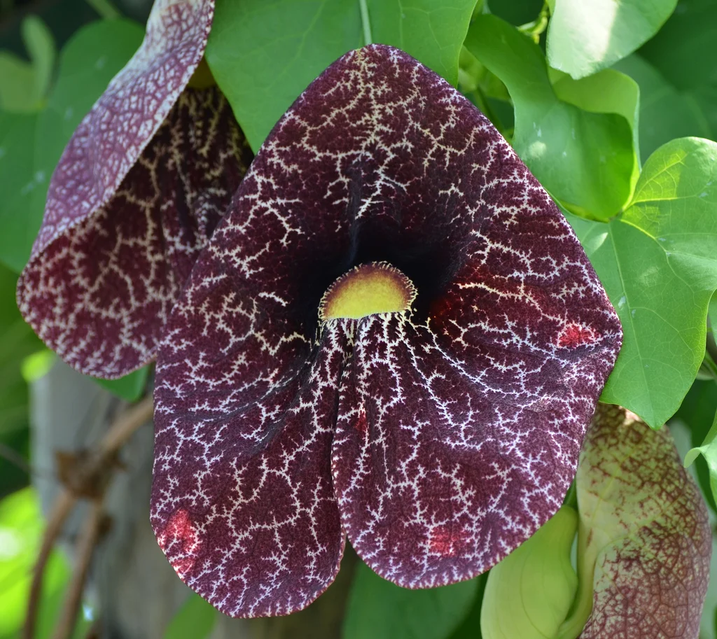 The Dutchman’s Pipe: Fifteen Geometric Properties of Wholeness