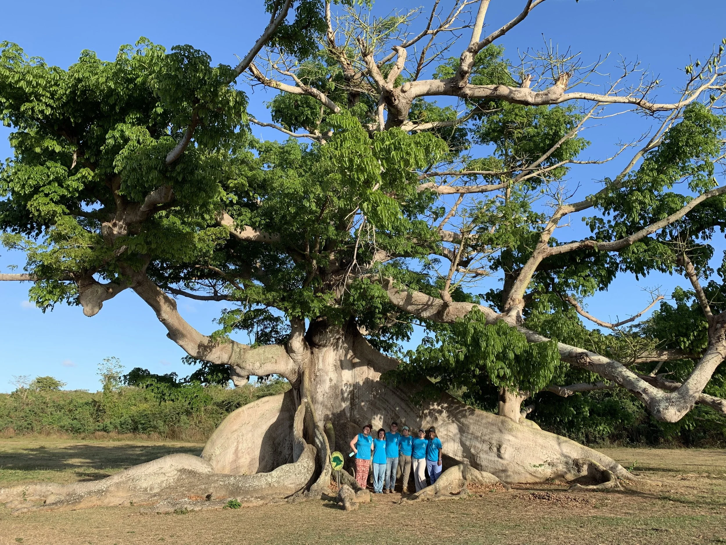 Students visited the Ceiba tree, a 300-year-old sacred tree on the island of Vieques.