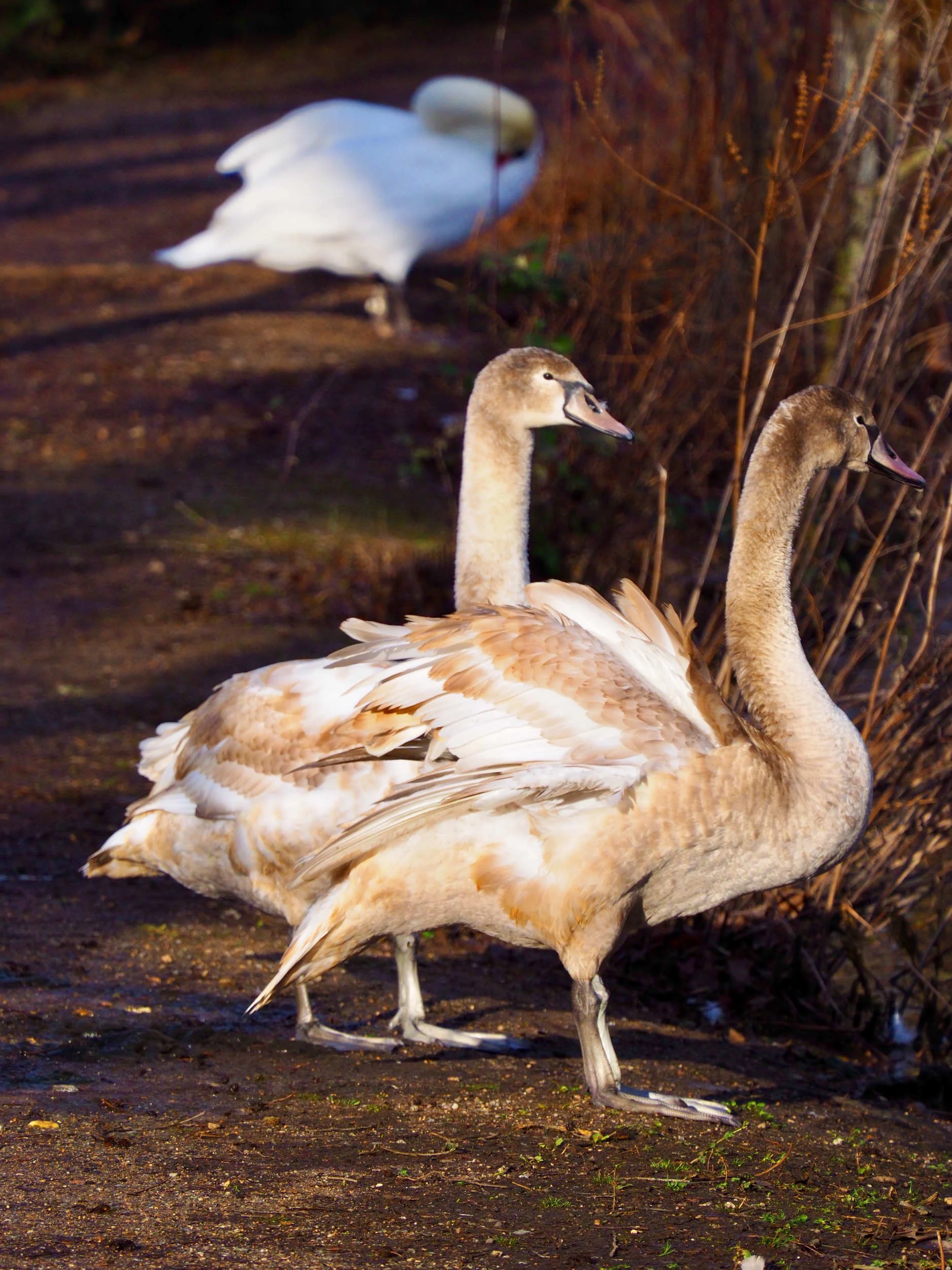 Swan