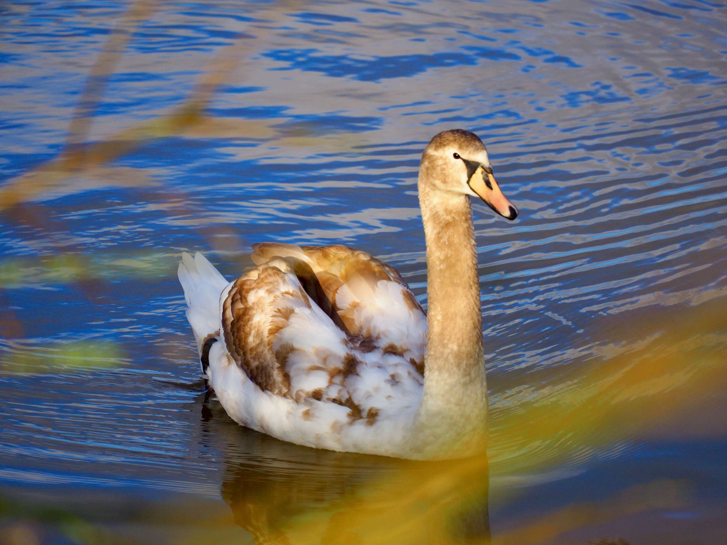 Swan