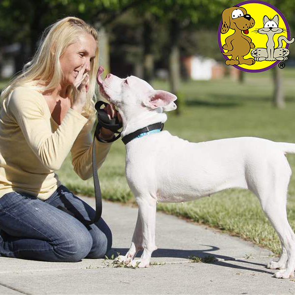 caring for a deaf dog
