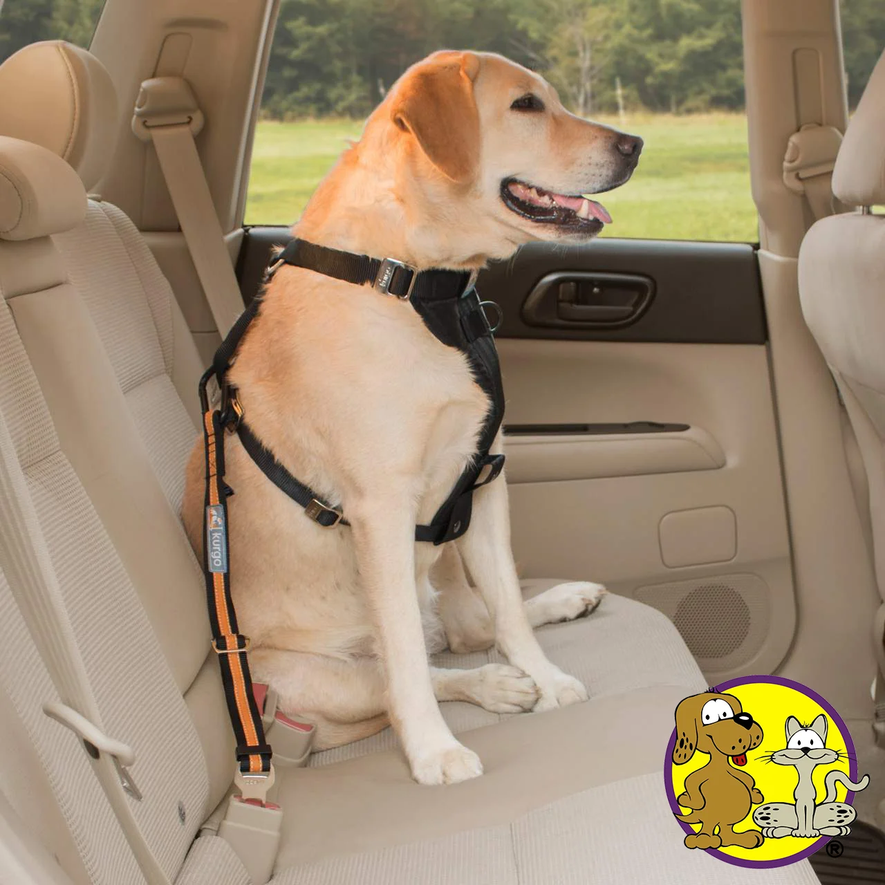  Tips to Remove Pet Hair from your Car