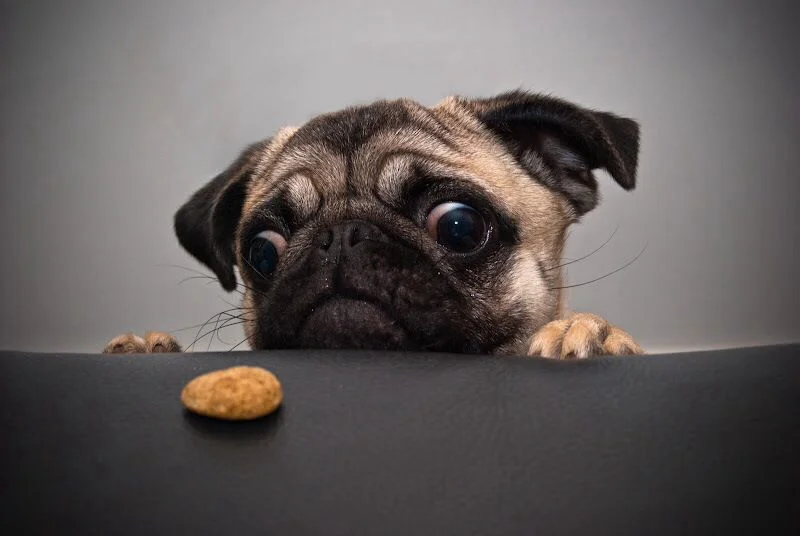pugtreat.jpg