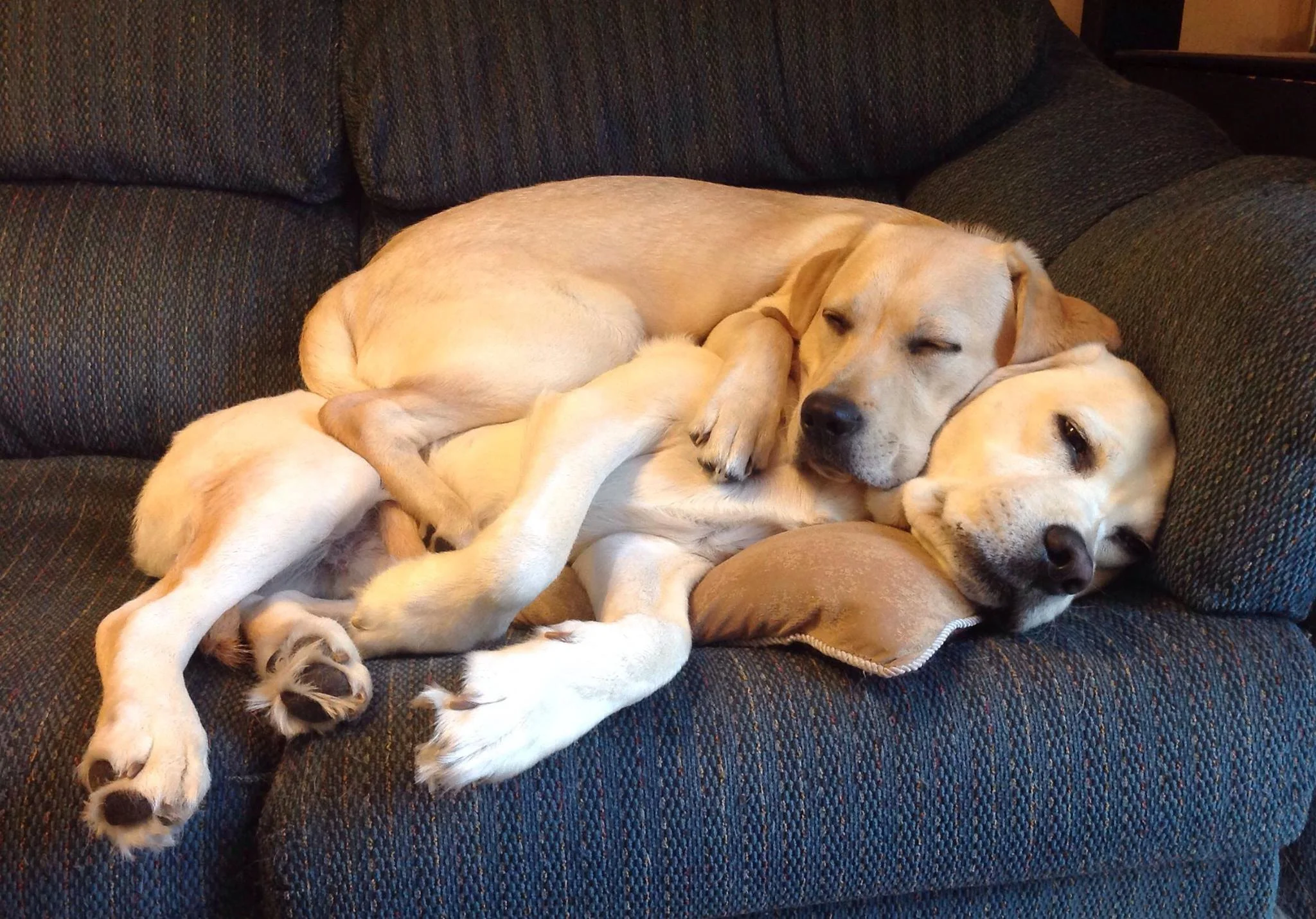 dog cuddles.jpg