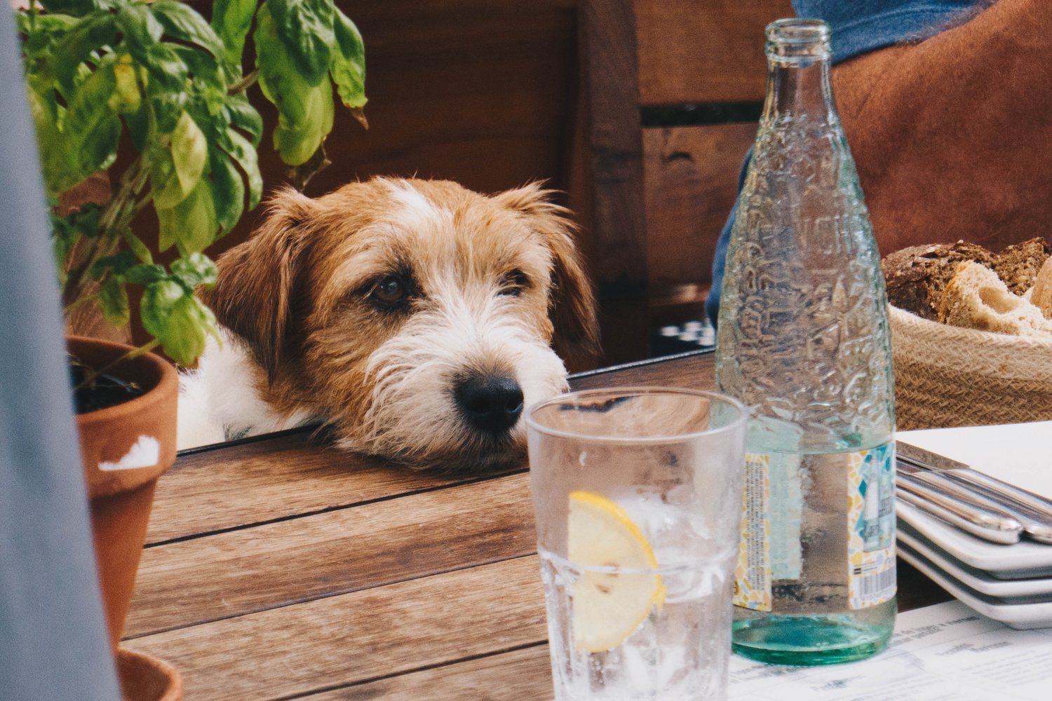 8 Ways to get your Dog to Drink More Water