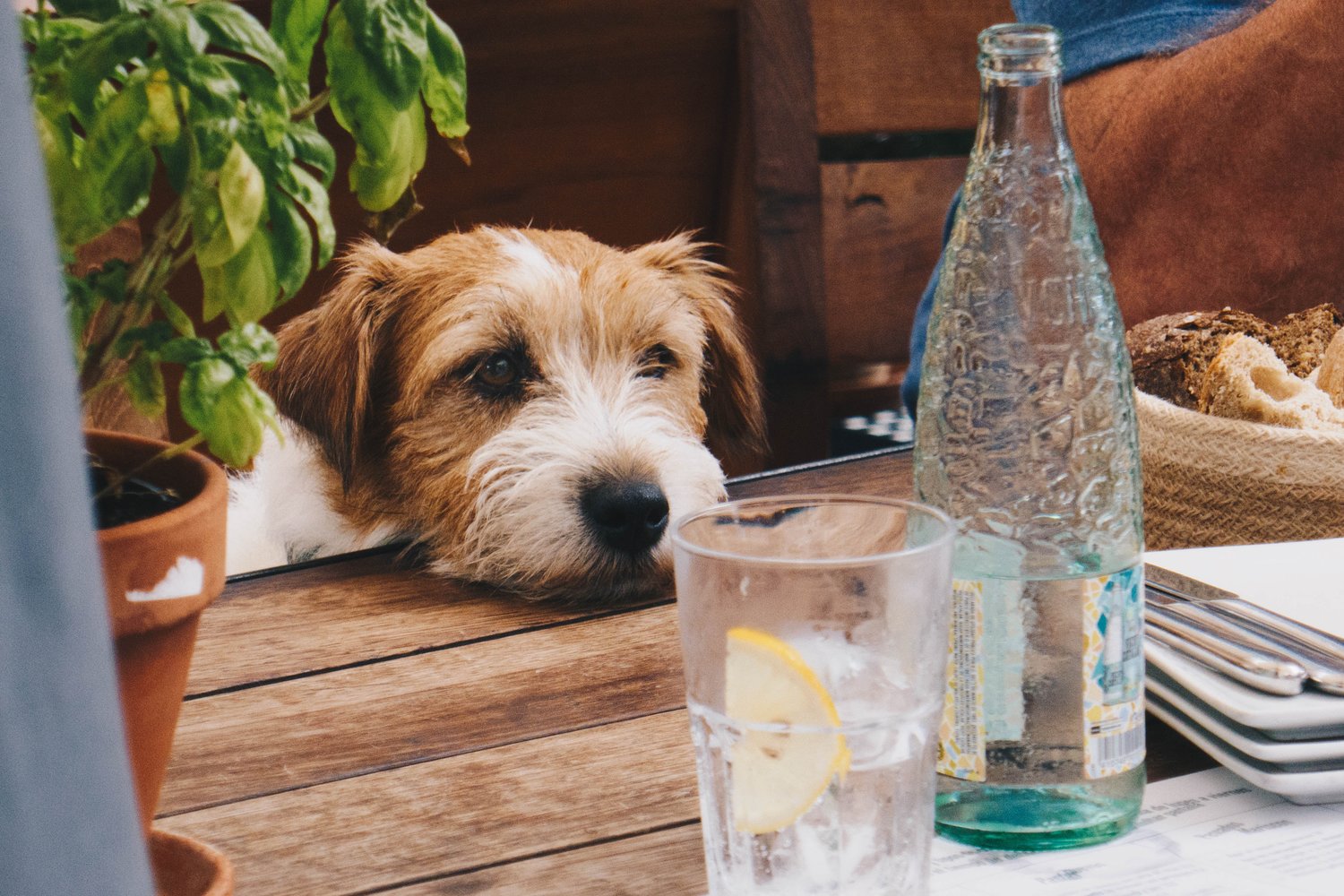 Dog Water Drink