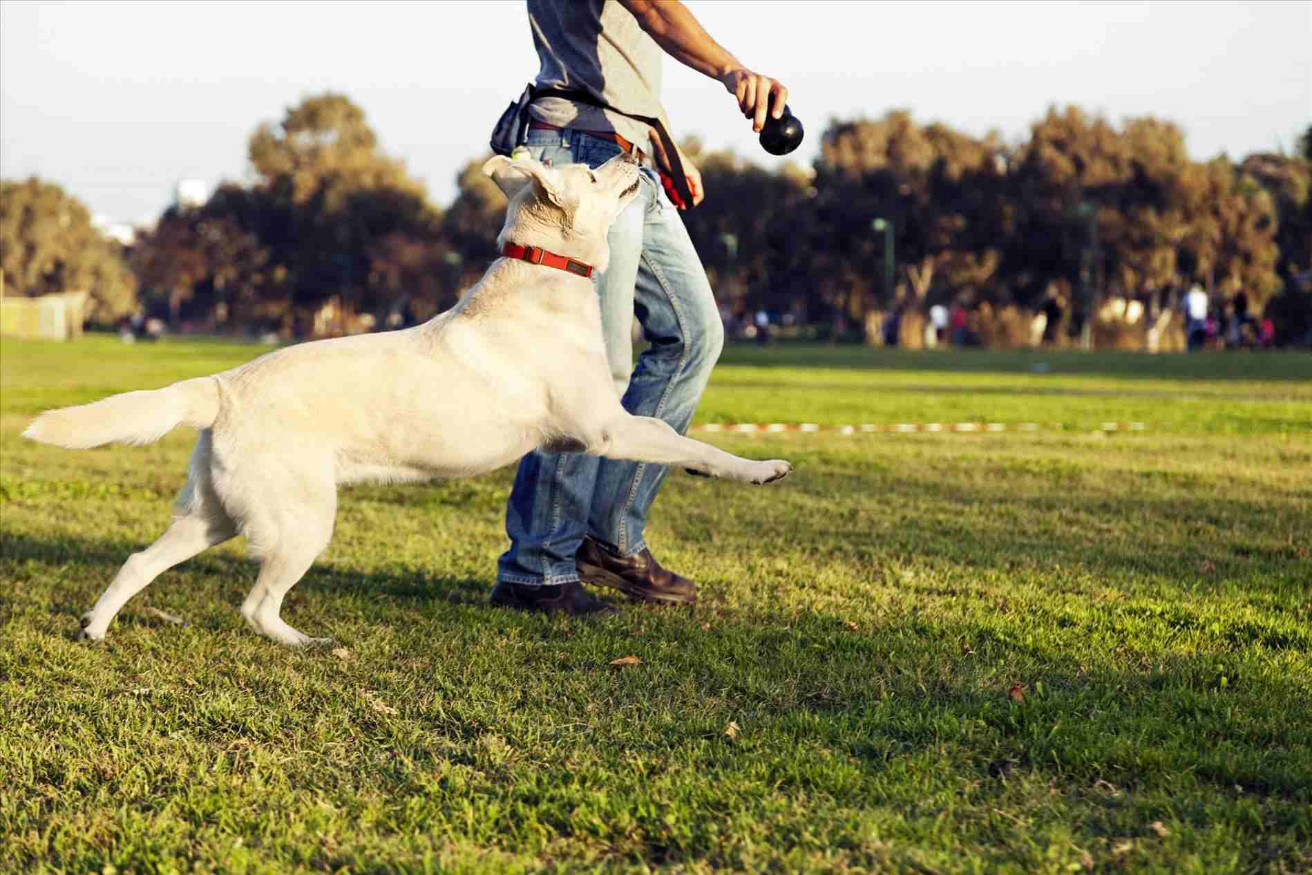 teaching your dog to play fetch