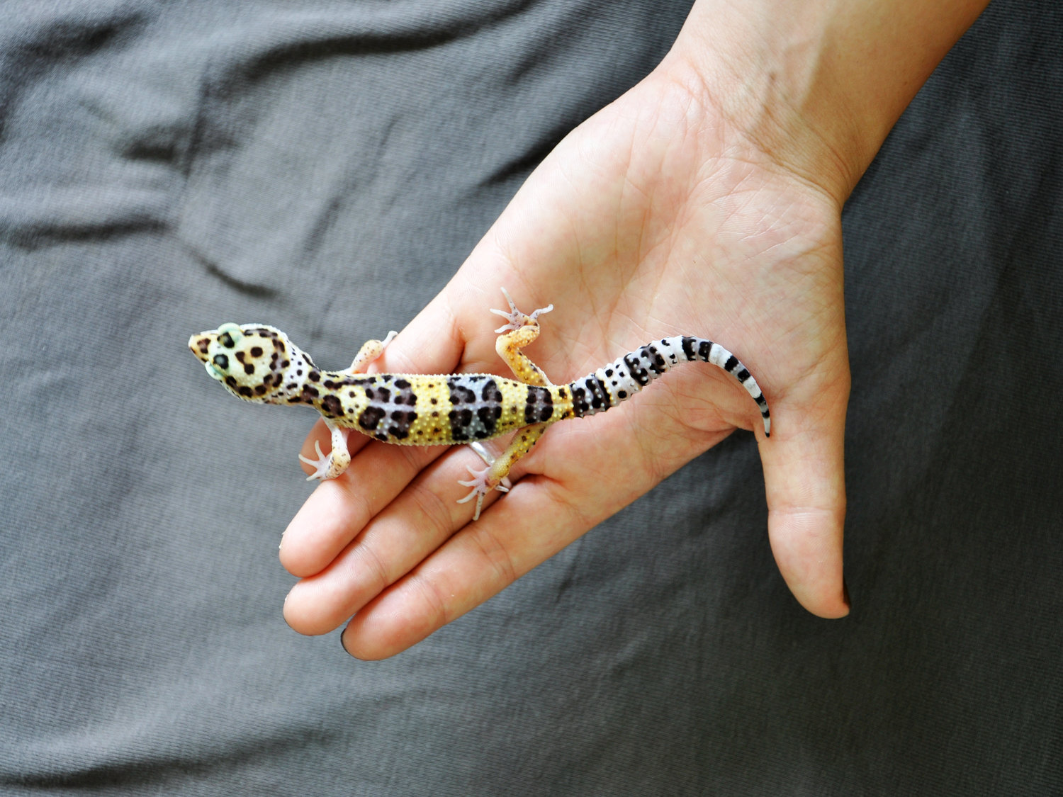 6 Tips to Get Your Leopard Gecko to Trust You