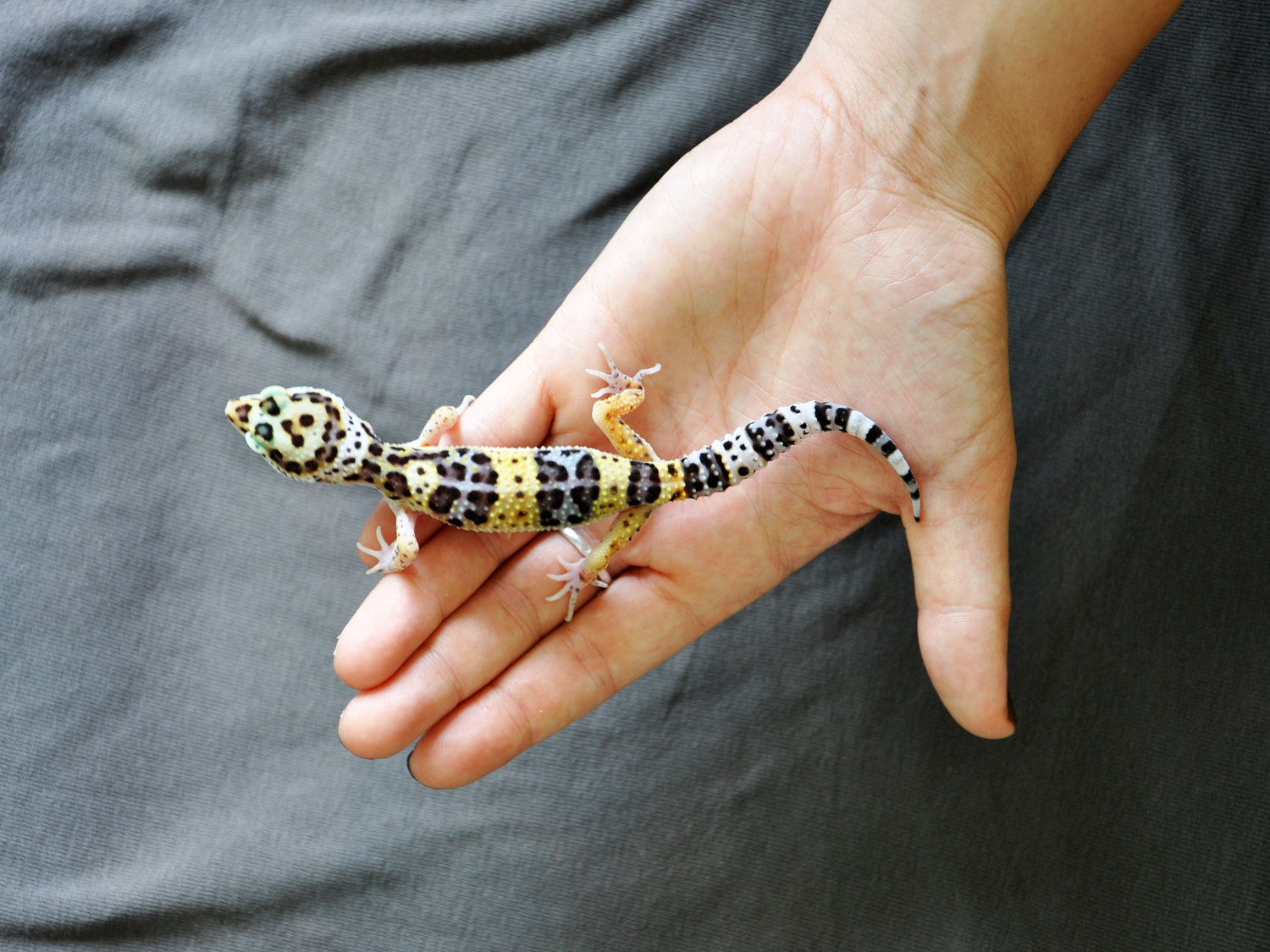 6 Tips To Get Your Leopard Gecko To Trust You Wags To Wiskers Pet Supplies Local Pet Supply Store In Ann Arbor Chelsea Ludington Mi 6 Tips To Get Your Leopard Gecko To Trust You Wags To Wiskers Pet Supplies Local Pet Supply Store In Ann Arbor Chelsea Ludington Mi