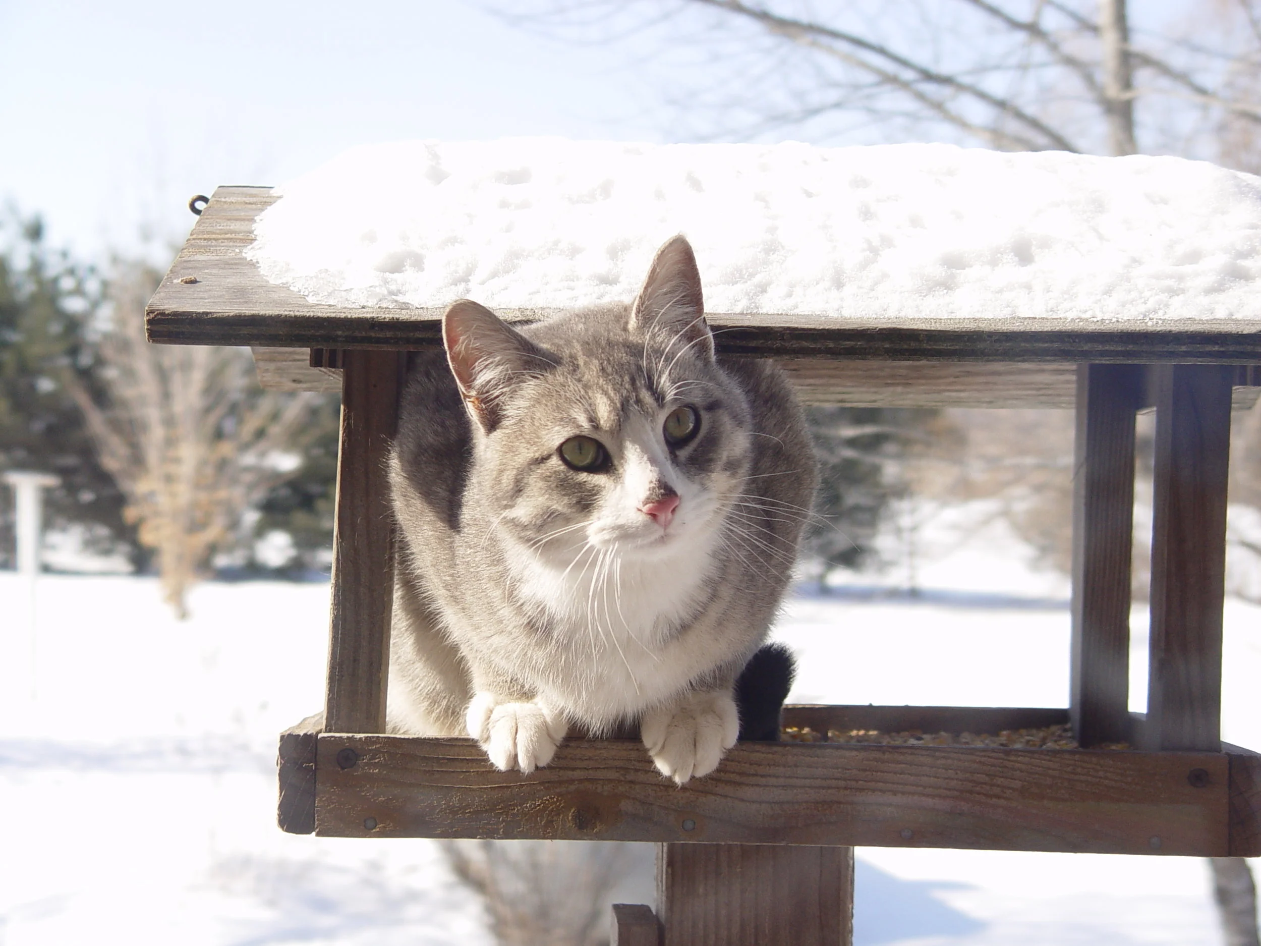 Caring For Your Cat in the Winter