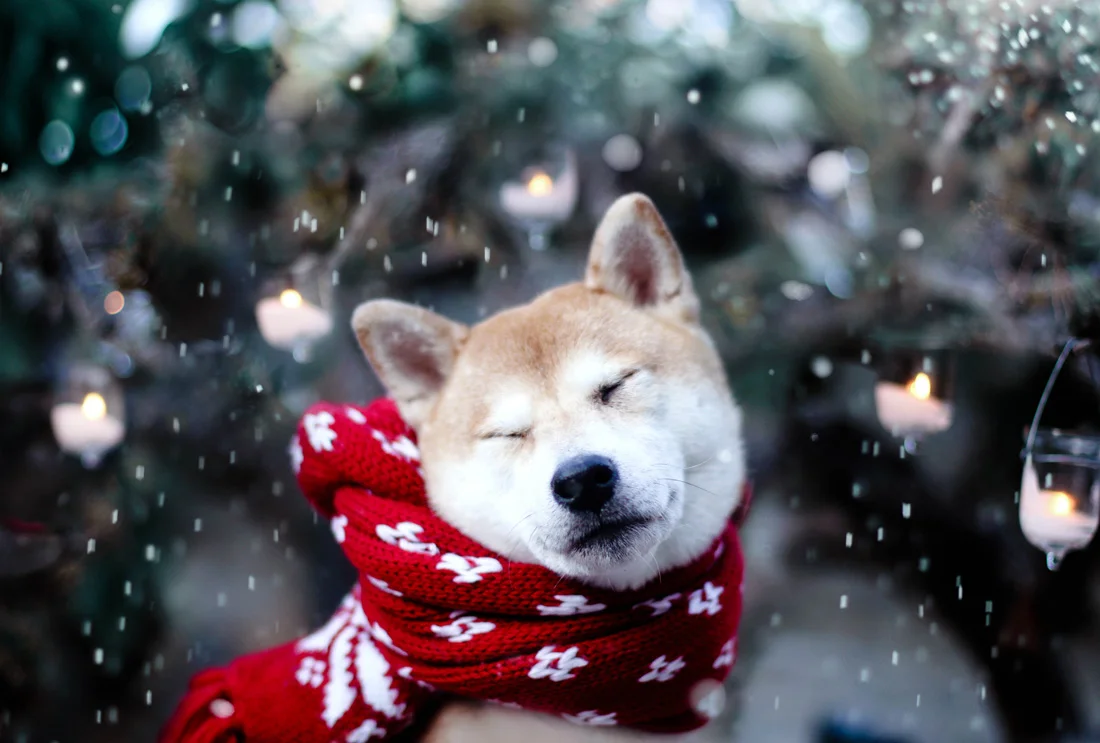 How Cold is Too Cold for my Dog?