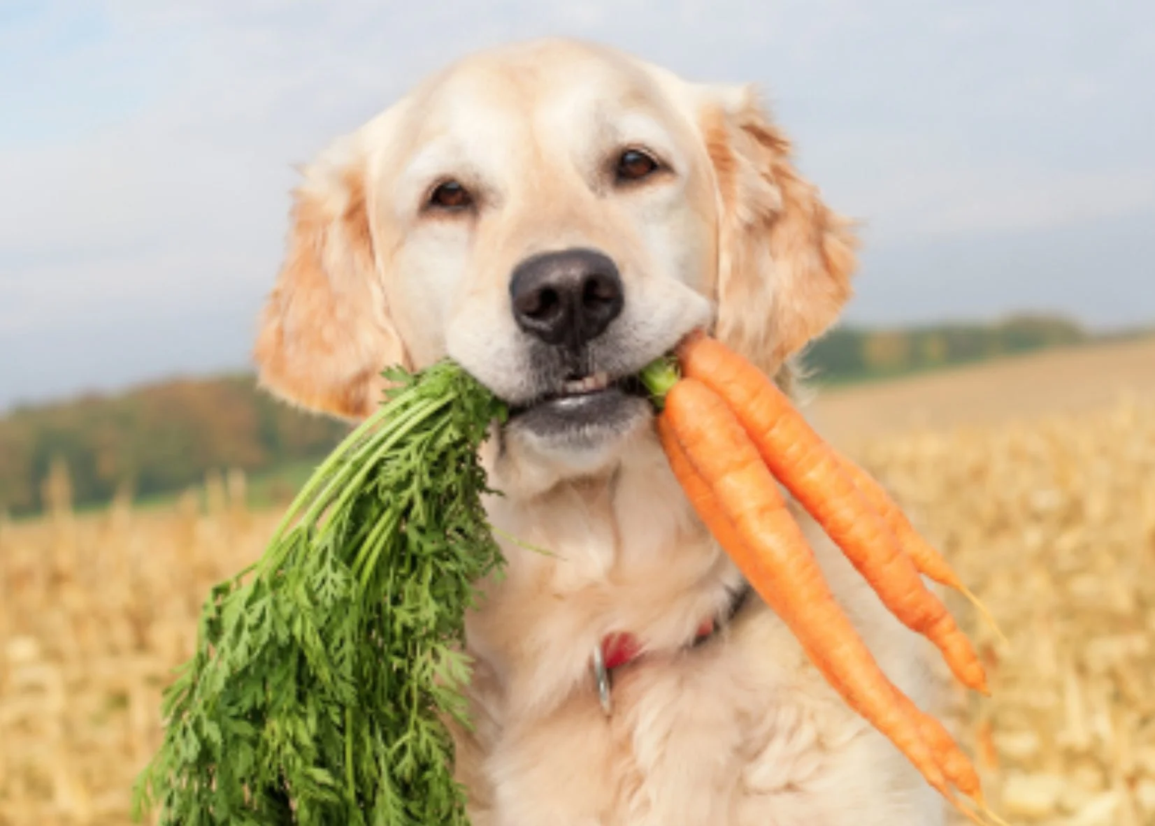 3 Easy Diet Changes to Improve your Dog's Health