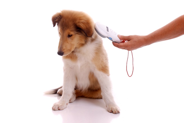 how-do-dog-microchips-work.jpeg