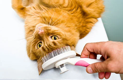 cat grooming.jpg