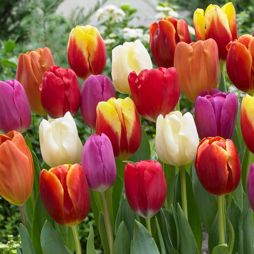 Tulip bulbs are highly toxic to cats.