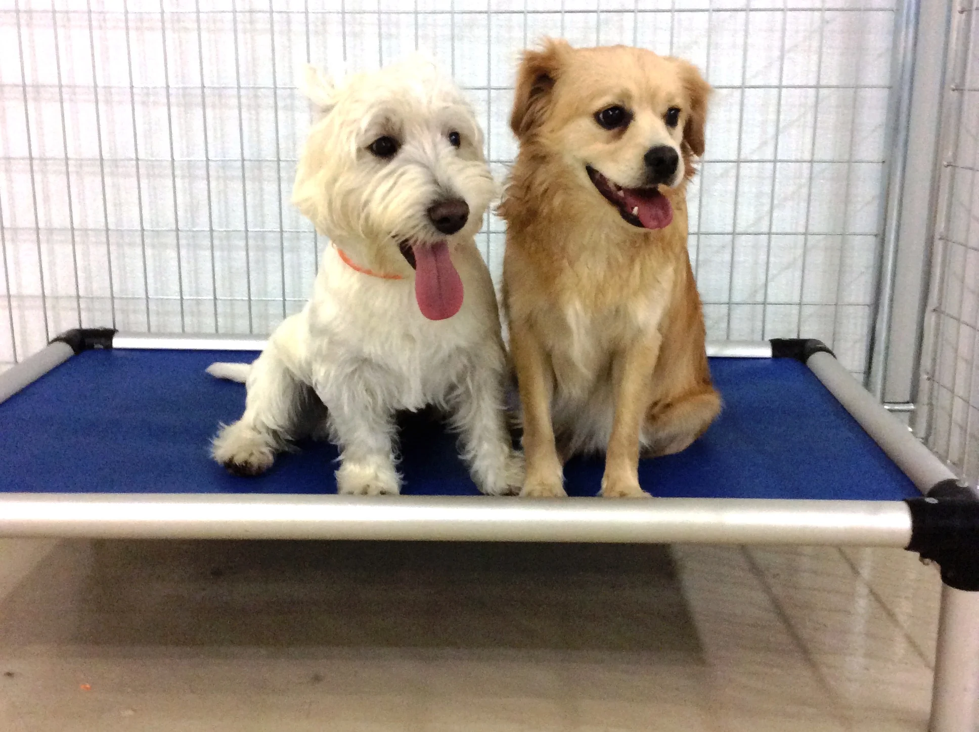 petboard1.jpg