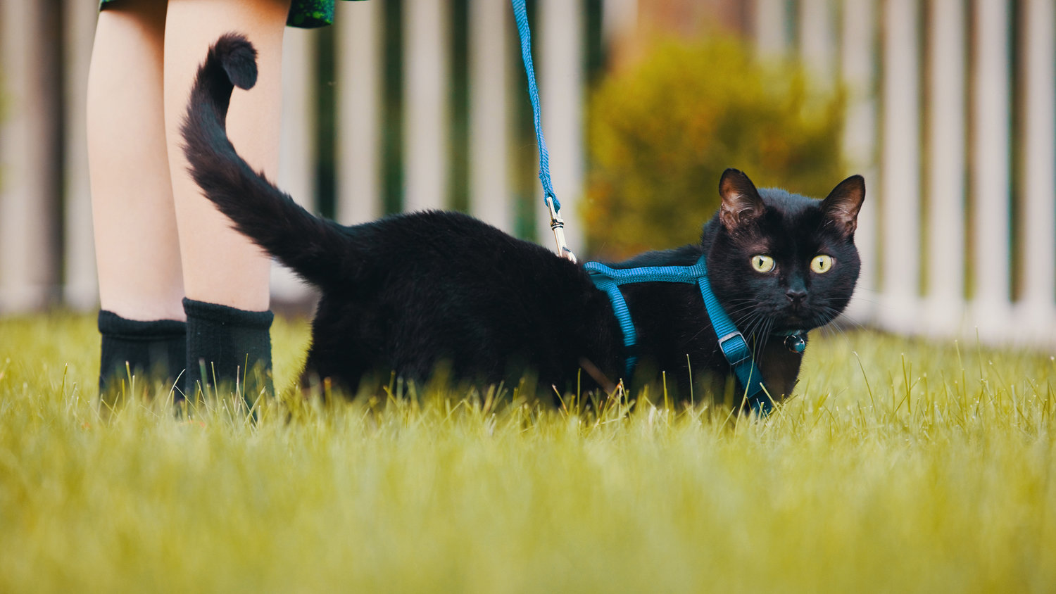 How to Walk Your Cat on a Leash Safely