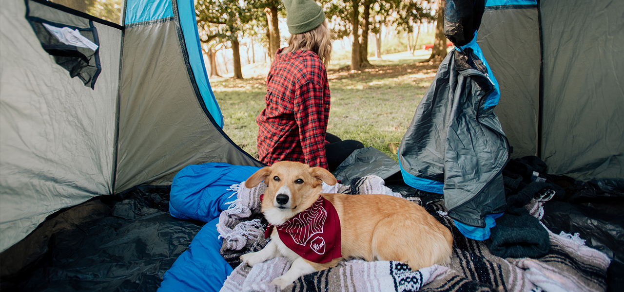 dog camping.png