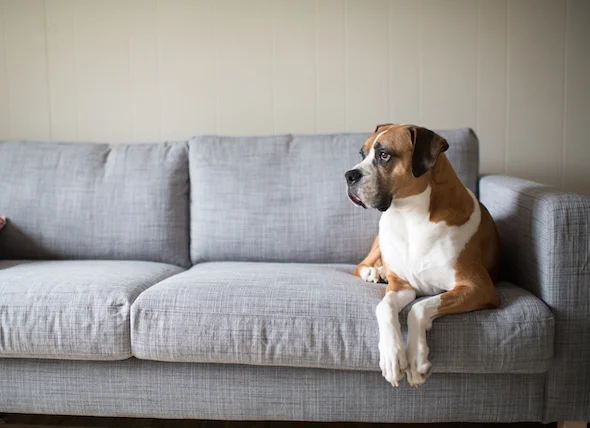 dog on couch.jpg