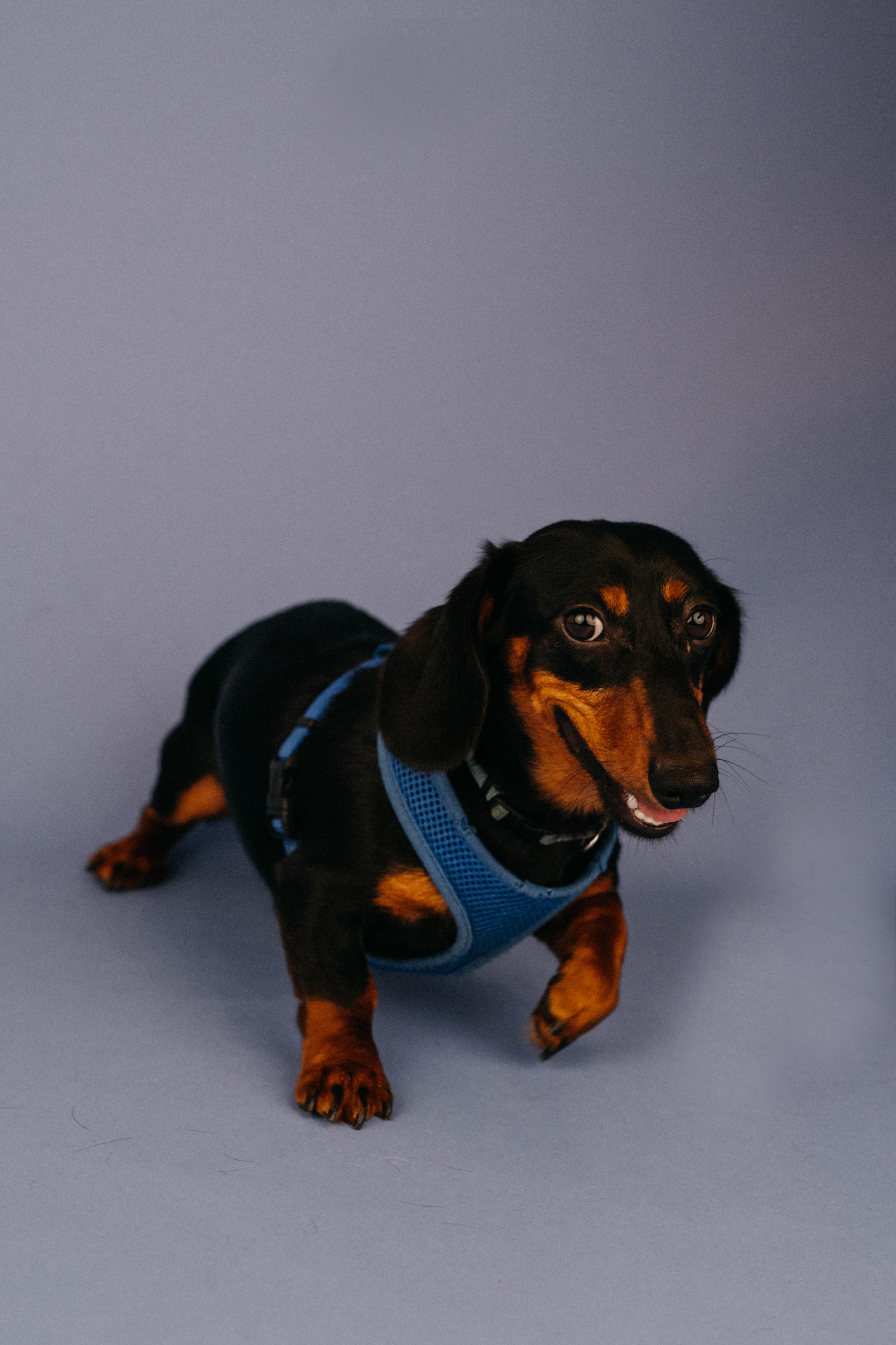oliver2.jpg