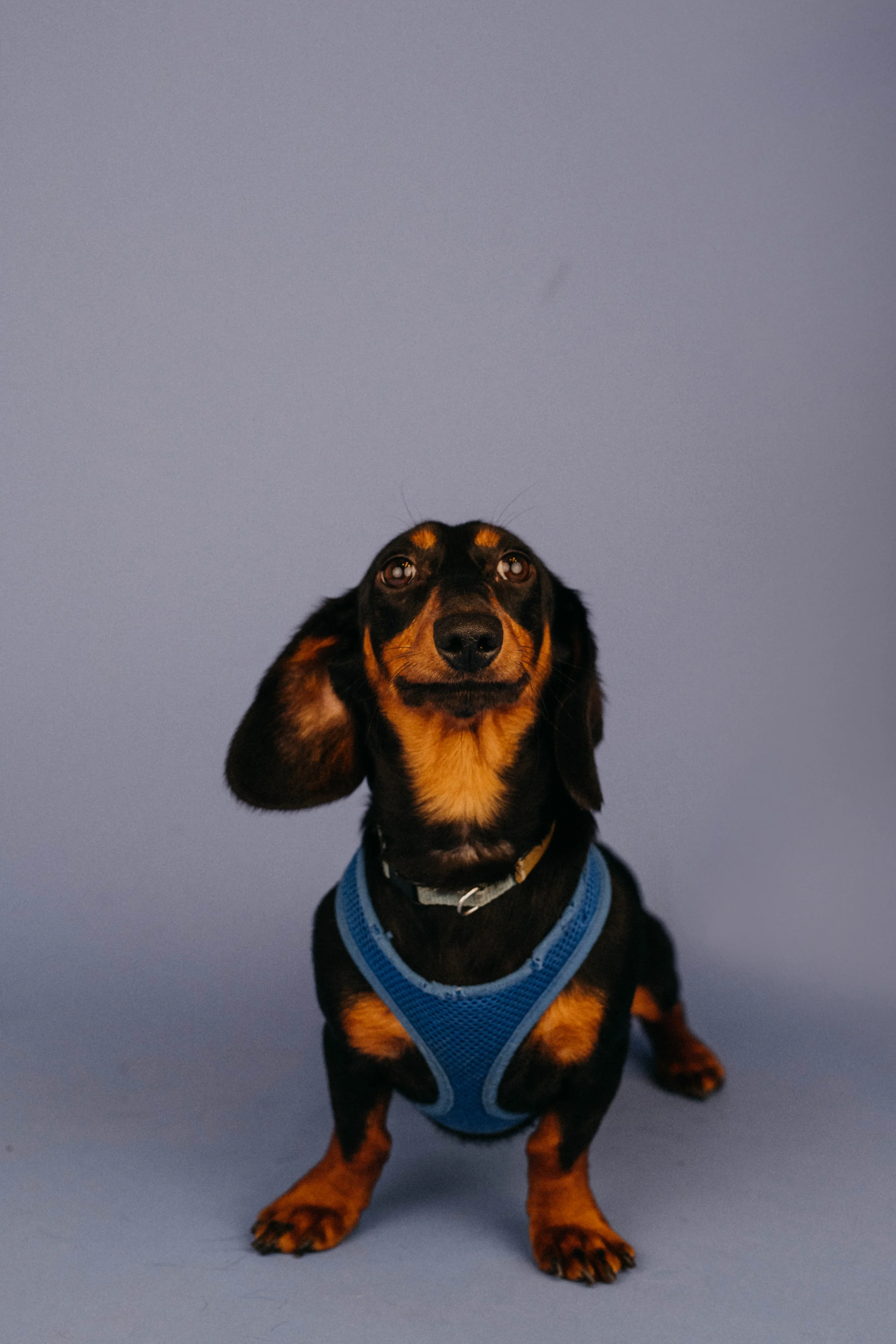 oliver3.jpg