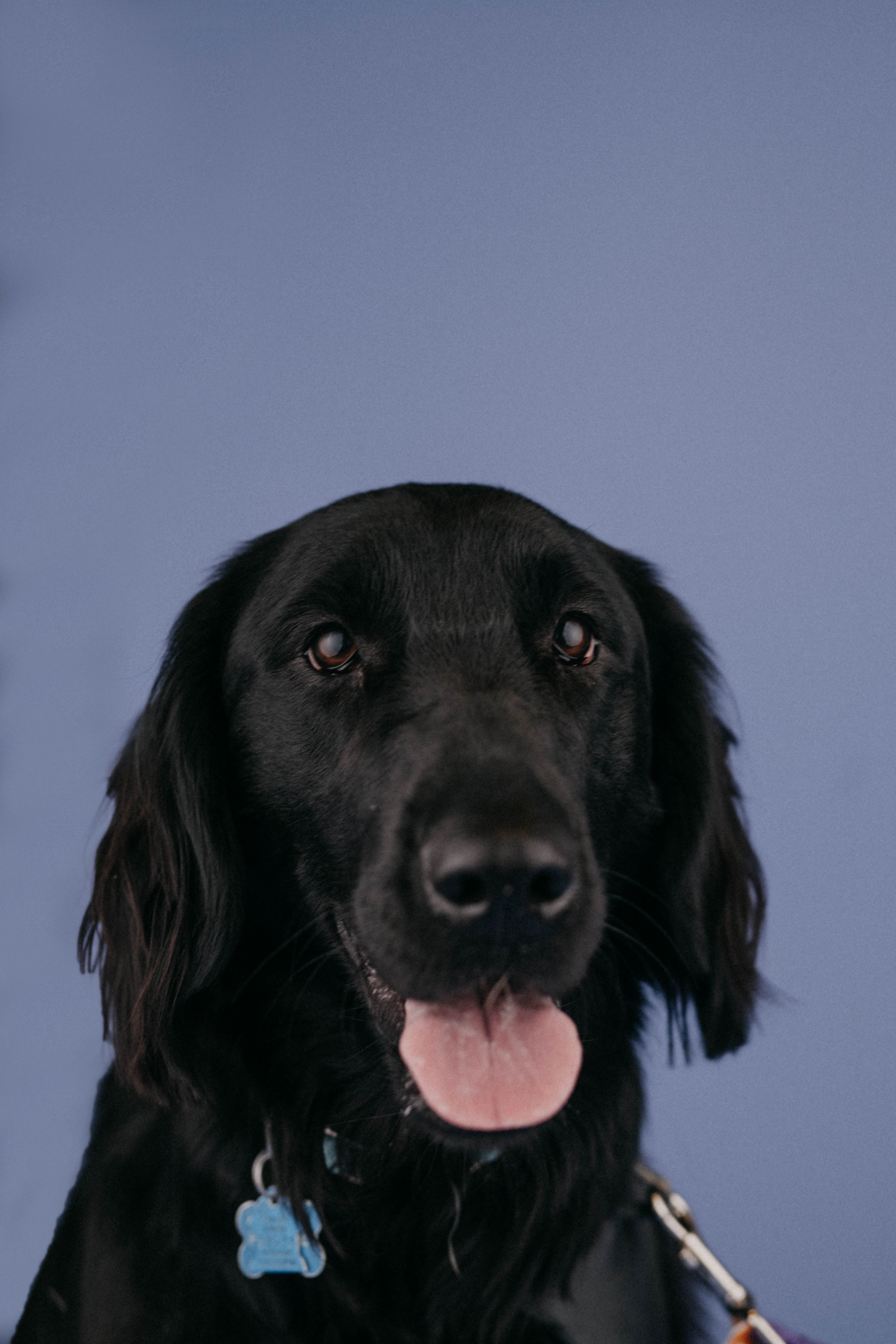 phoebe.jpg