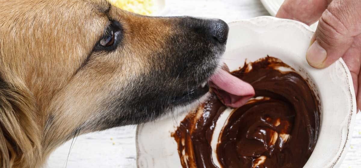 My Dog Ate Chocolate - What Do I Do?