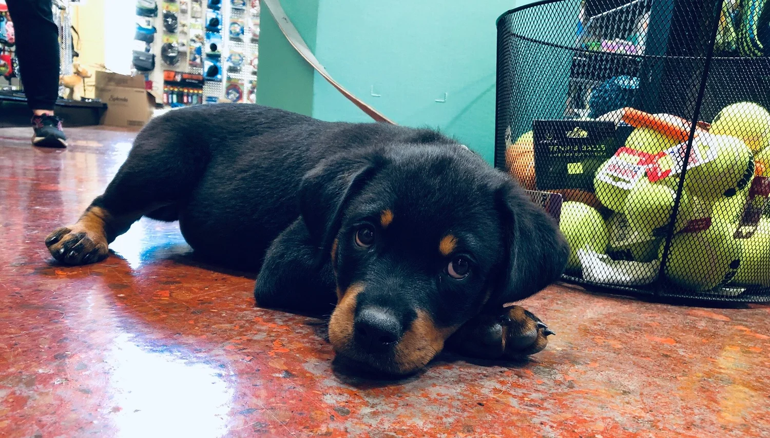 Wags To Wiskers Pet Supplies