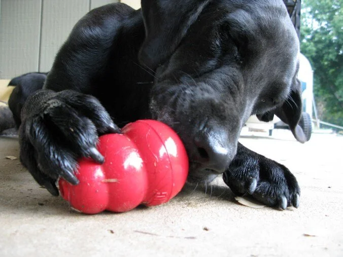 Canine enrichment with Kong