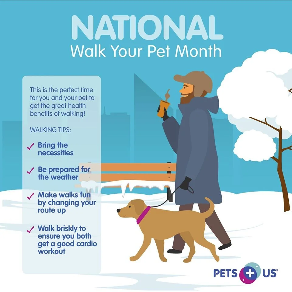 essentials for dog owners