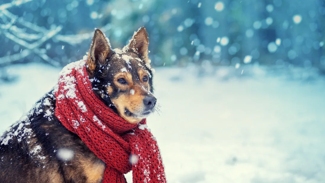 13 best winter essentials for every dog owner - TODAY