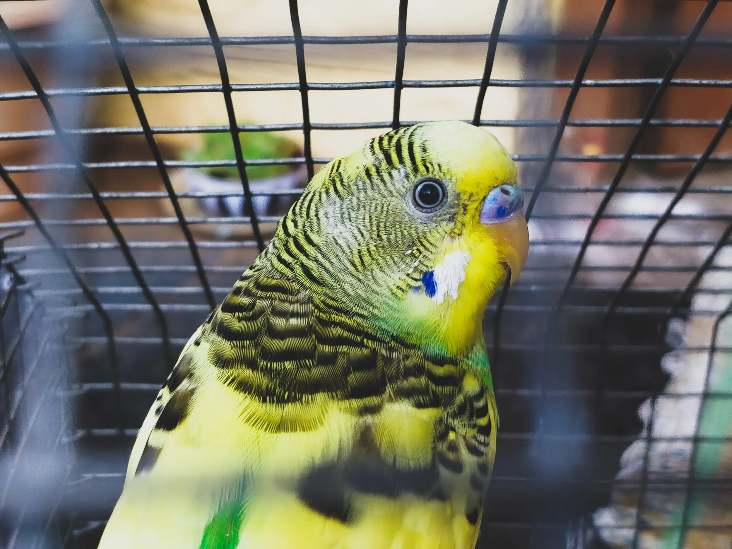 pet bird supply store