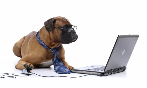 Finding the Best Online Pet Shop Near You