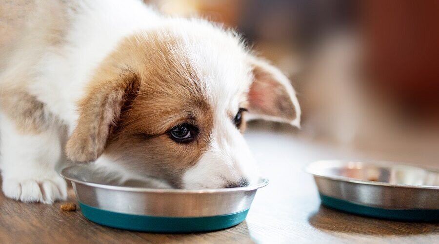 Top 10 Healthiest Human Foods That Dogs Can Eat - Sploot Vets