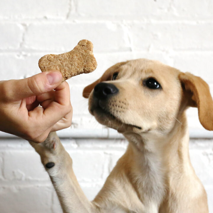 when can you start giving your puppy treats