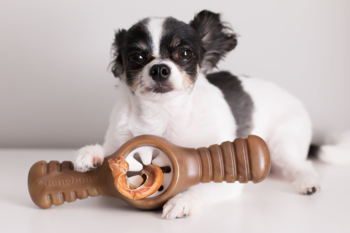 Benebone's Zaggler Rolling Dog Chew Peanut Butter Flavor) | Rolling Puppy  Toy | tatcom.com.tr