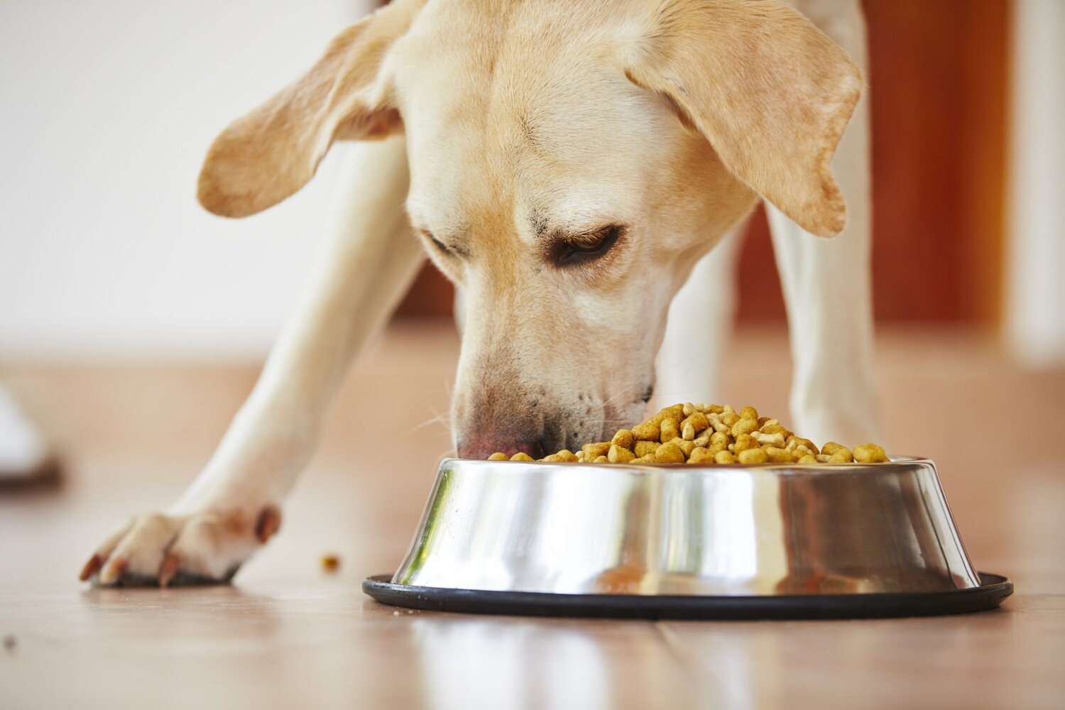 Should I Switch My Dog to a Freeze-Dried Food Diet?
