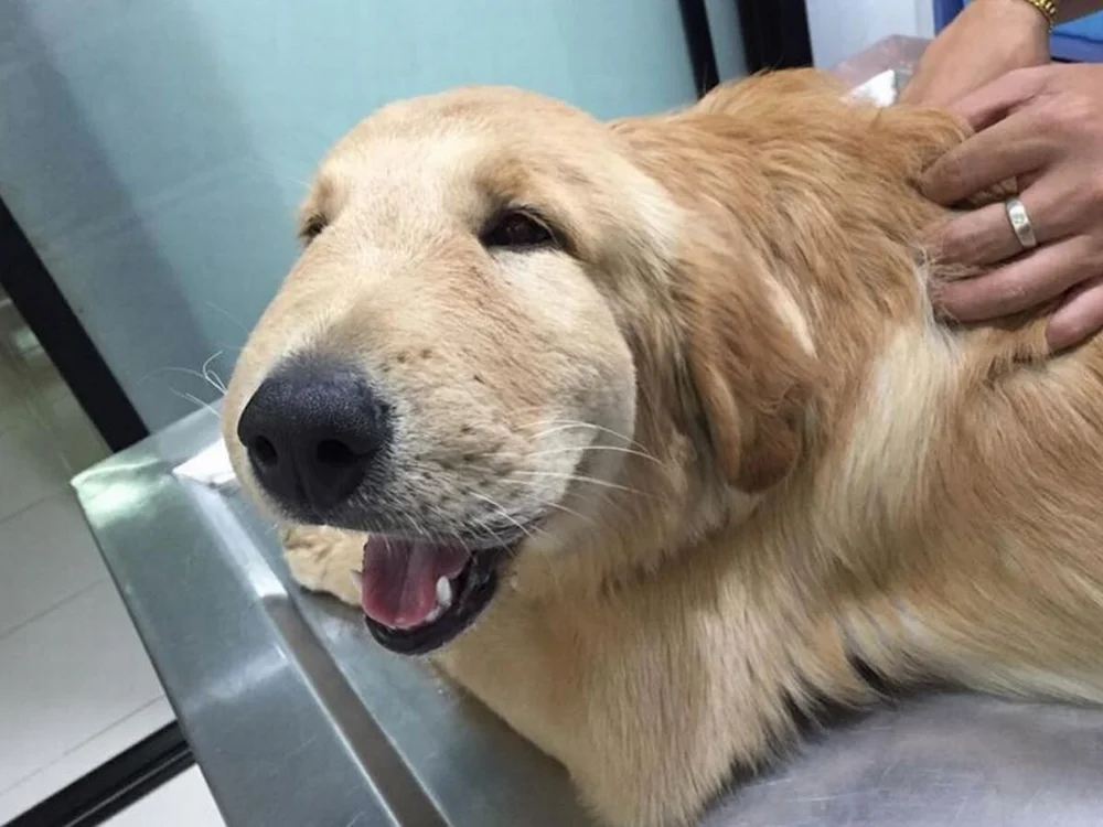 How Long Does A Allergic Reaction Last In Dogs