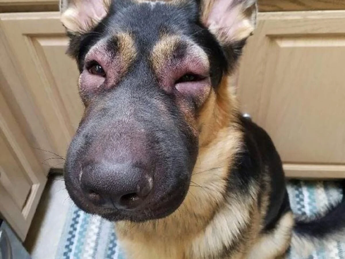 Common Types of Allergies in Dogs and How to Treat Them