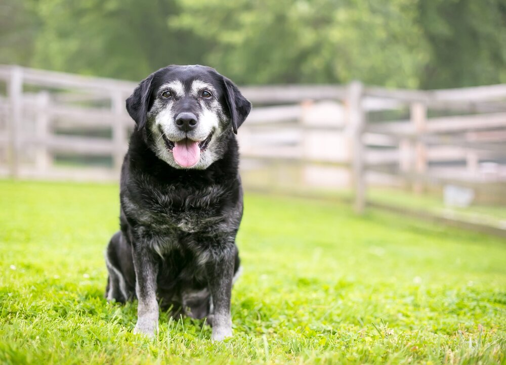 how important is senior dog food