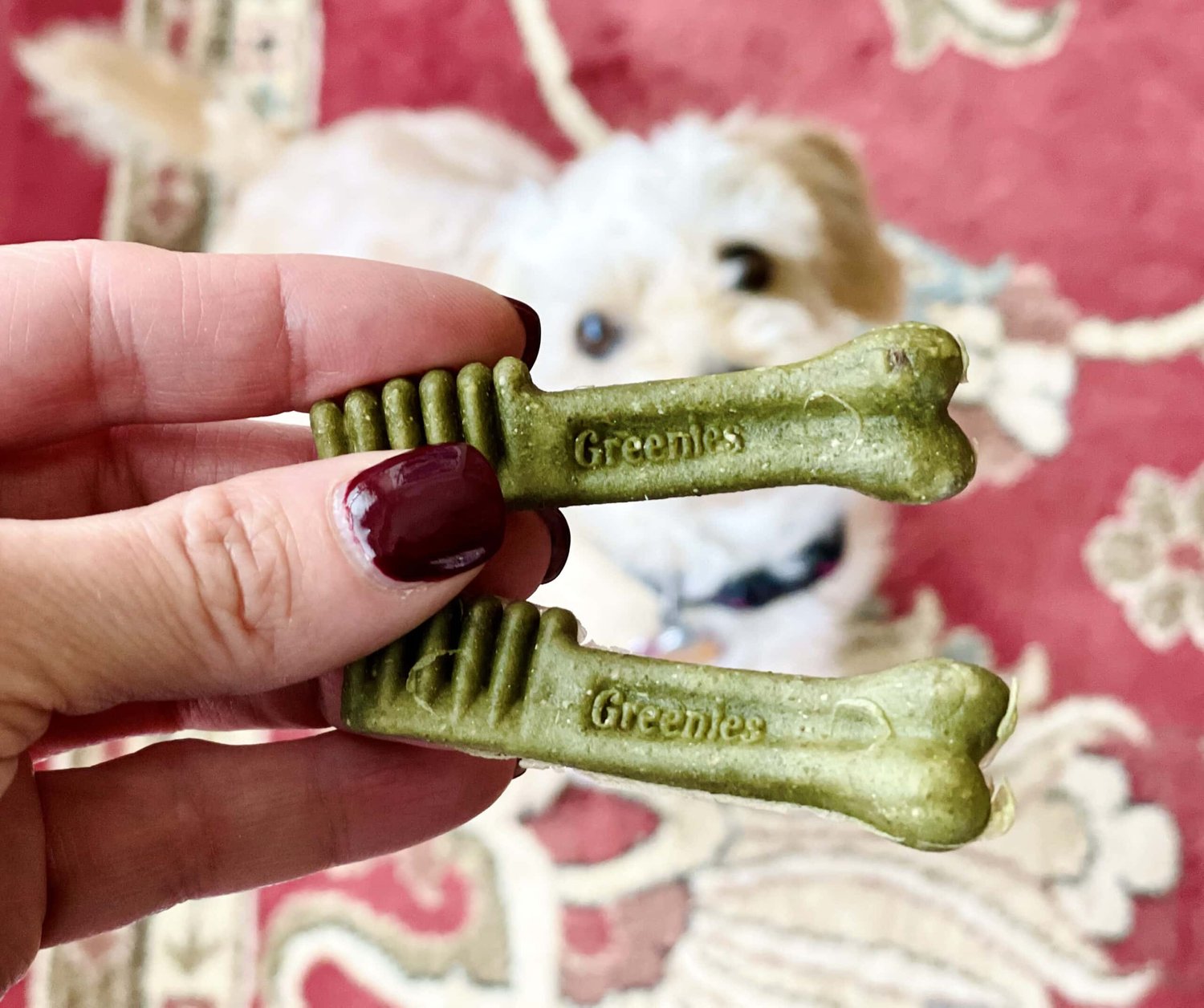 are greenies good for chihuahua?