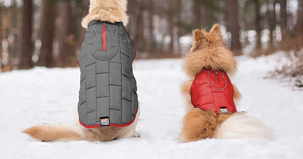 Should A Dog Wear Jacket Or Sweater, Should My Puppy Wear A Coat In Winter