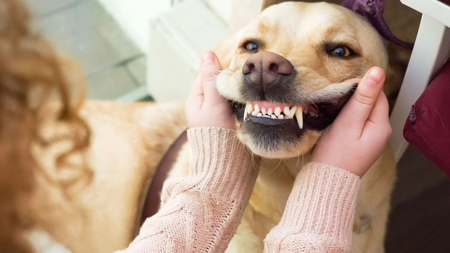 Pet Dental Care 101: Cat and Dog Oral Health Facts