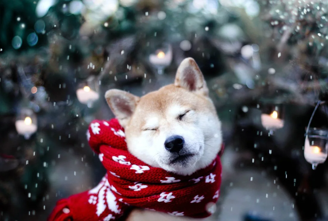 6 Winter Products Every Fur Parent Must Get for Their Dog