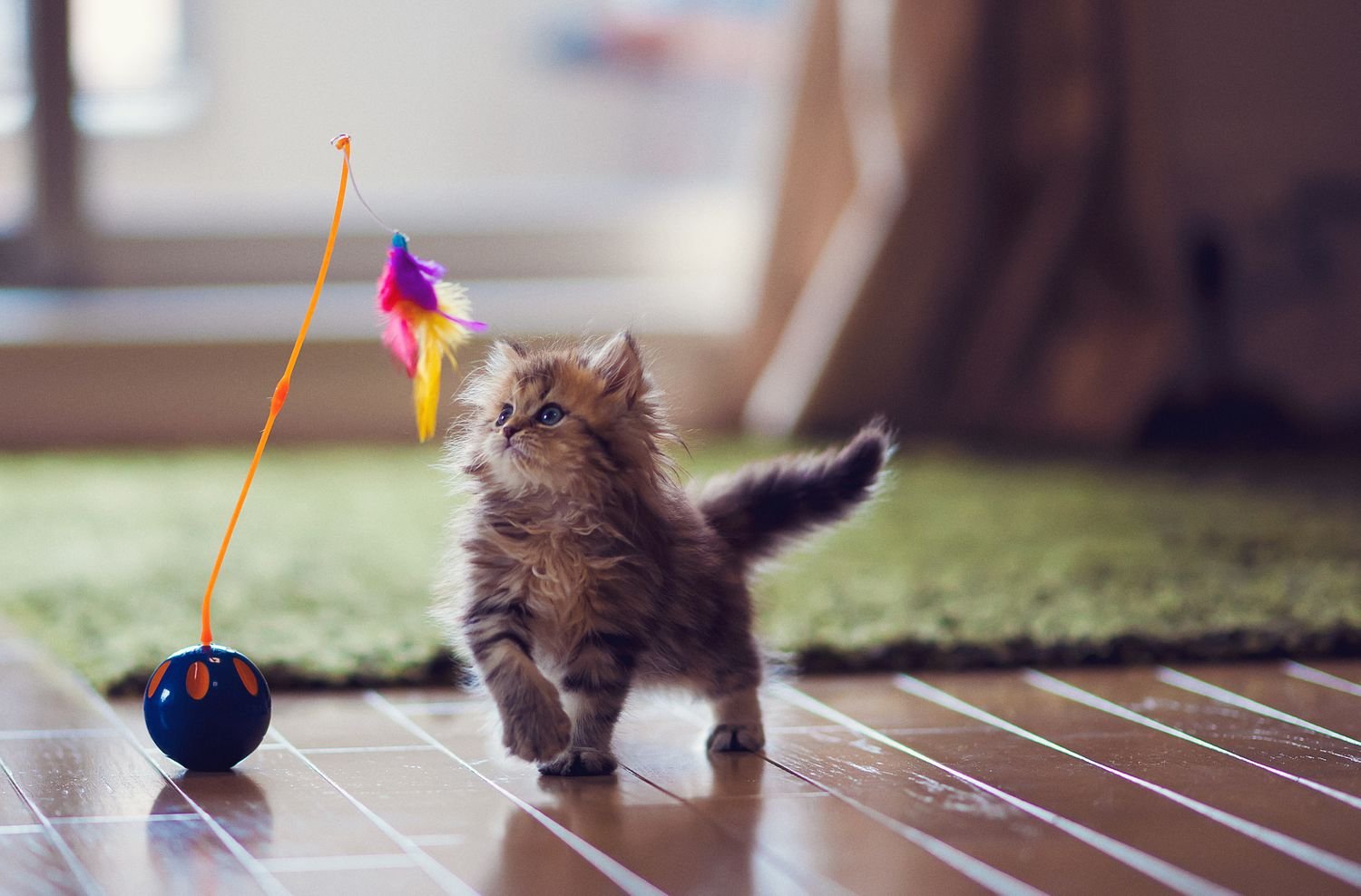Fun and Funky Cat Toys and Accessories for Your Indoor Cat