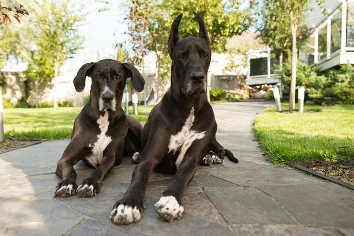 Natural Grooming Products: Unveiling the Benefits for Your Pet's Health