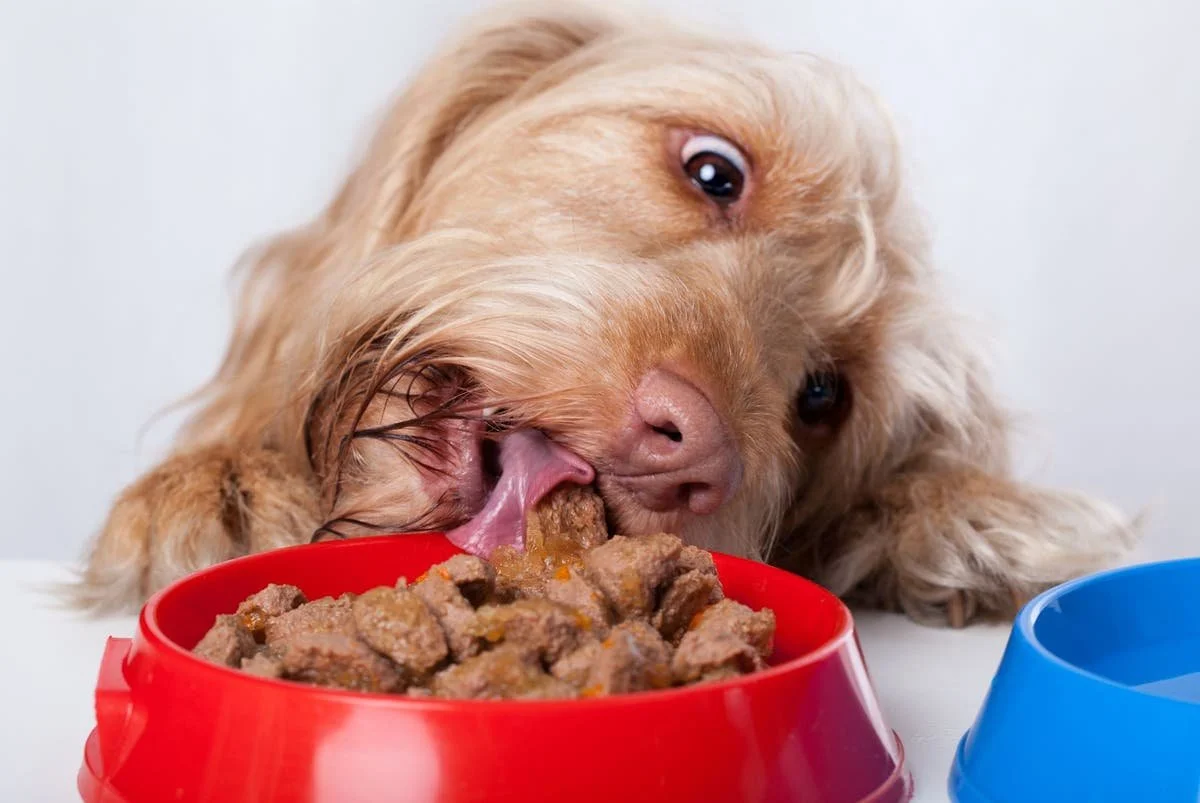 The Ultimate Guide to Transitioning Your Pet to a Natural Diet